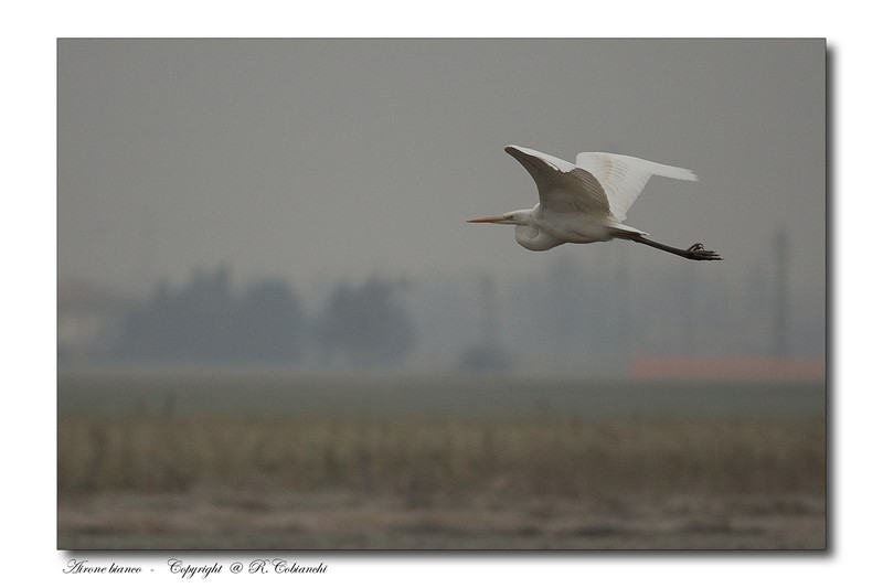 Airone bianco maggiore - Casmerodius albus